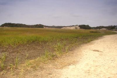The Marsh