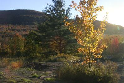 Backyard View