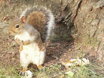 Brother, Could You Spare a Nut?