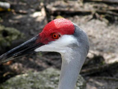 Close-up of a Red Head