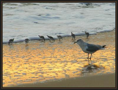 Beachmaster PC280045.jpg