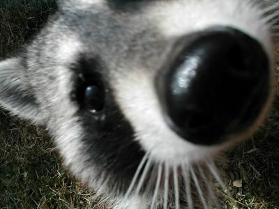 RockyNose1.jpg
