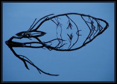 Upon Reflection.jpg