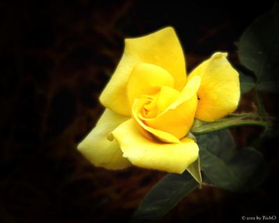 u9/richo/medium/1694107.yellow_rose.jpg