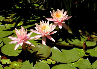 Three Lilies in a Pond