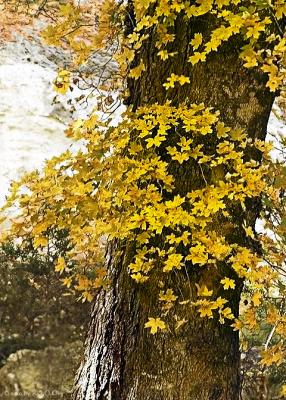 Turning of Leaves