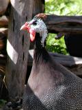 Guineafowl