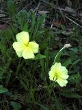 Evening Primrose