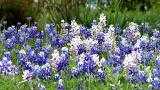 White Bluebonnets