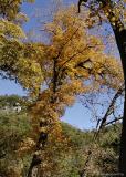 Falling Maples