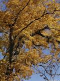 Fall In Sky