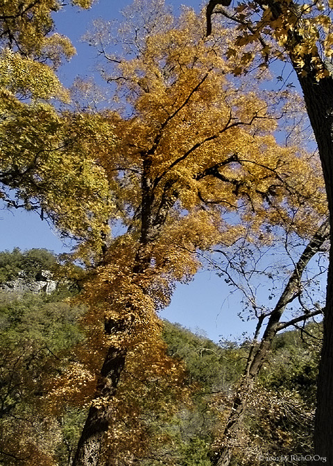 Falling Maples