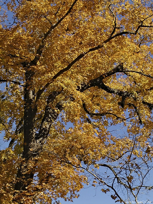 Fall In Sky