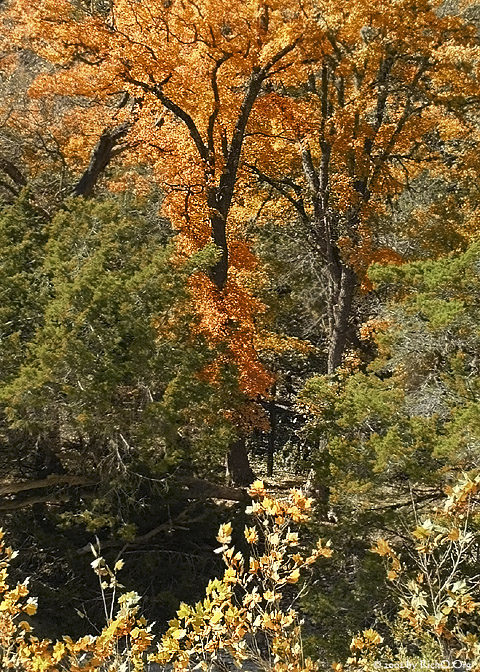 Fall Passion