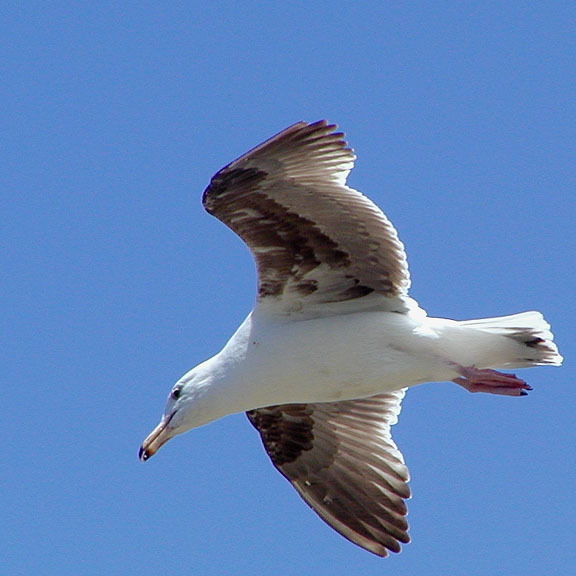 Sea Birds