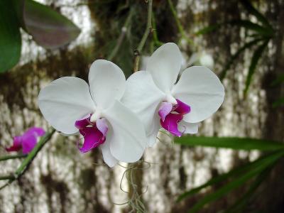 Orchids009.jpg