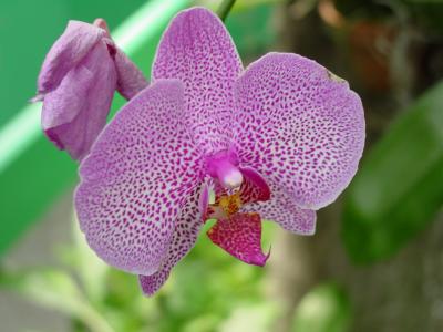 Orchids014.jpg