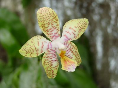 Orchids015.jpg