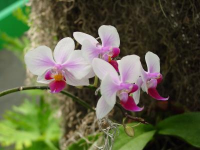 Orchids016.jpg