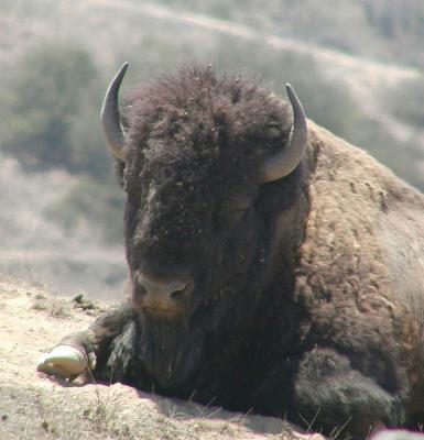Friendly-looking buffalo