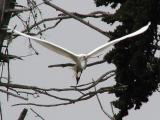 Egret with twigs