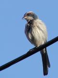 Jay on wire