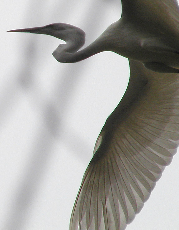 Egret on the wing
