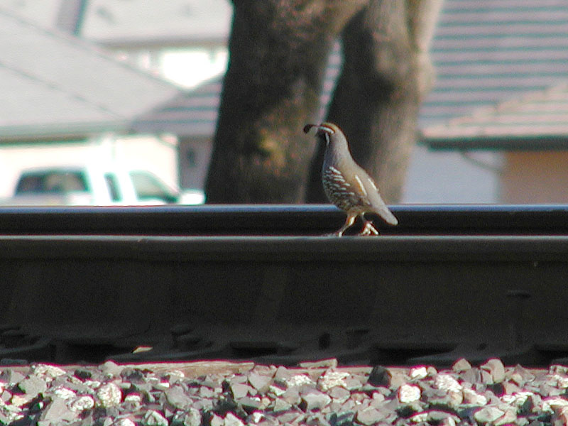 Rail quail