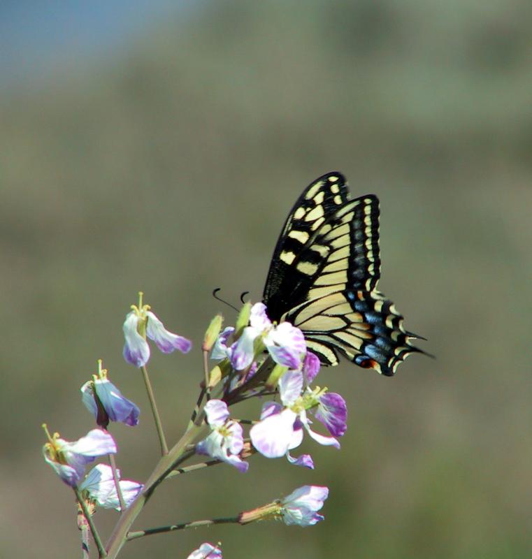 Western Black Swallowtail?