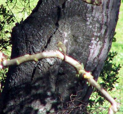 Pacific-slope Flycatcher. I had a few focusing problems on the trip :-(