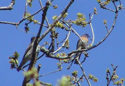 Up at the campground we had an Olive-sided Flycatcher next to a Western Bluebird