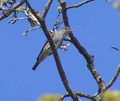 Olive-sided Flycatcher : Contopus cooperi