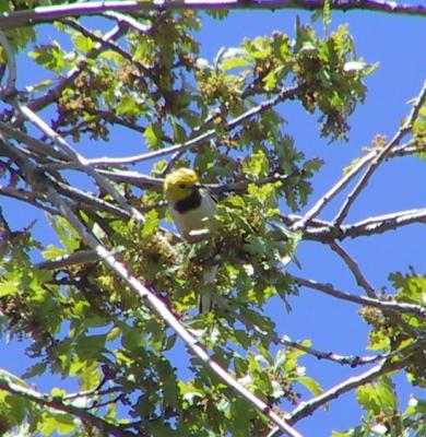 Last Hermit Warbler picture (for a bit).