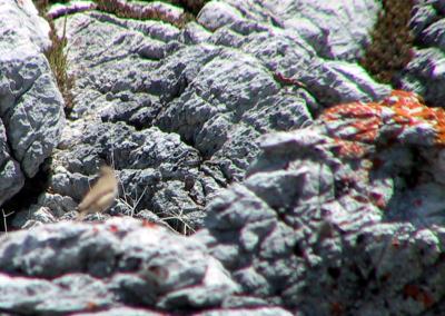 This is a Rock Wren. Honest Guv. Another focusing problem. Note the lichen which grows on nitrogenous deposits.