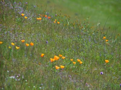 Wildflowers
