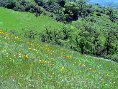 Looking down the hillside on the other side of the peak.