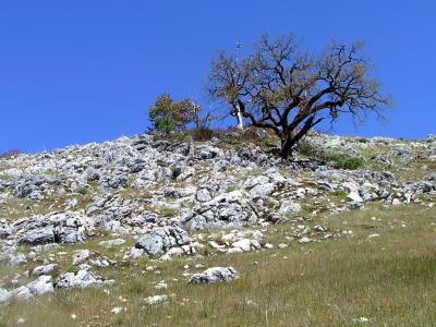 The rocks where several Rock Wrens were interacting.