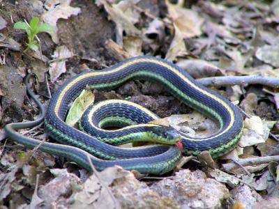 This Garter snake attempted to hurl itself under Ken's Jeep.