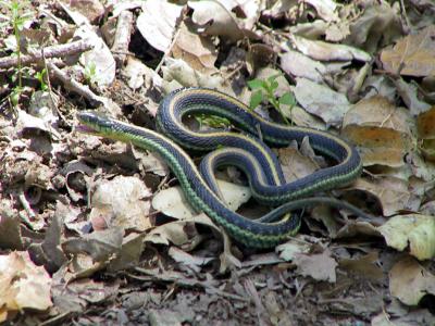 It lived to slither another day.