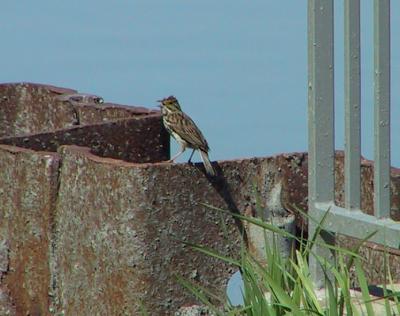 Savannah Sparrow