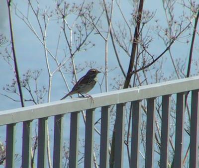 Savannah Sparrow?