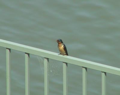 Barn Swallow