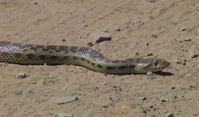Same snake
