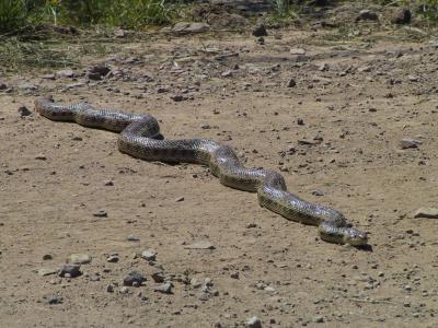 Same snake