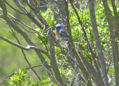 Lazuli Bunting