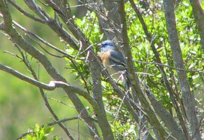 Lazuli Bunting