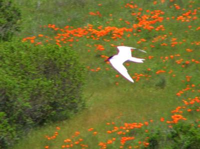 Caspian Tern -sometimes bad pictures can look good