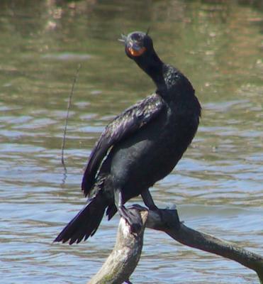 Double-crested Cormorant showing its crests