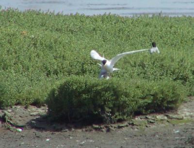 Forster's Terns copulating