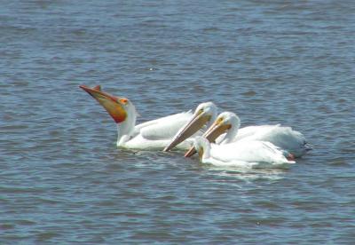 American White Pelican - adult showing plate on bill